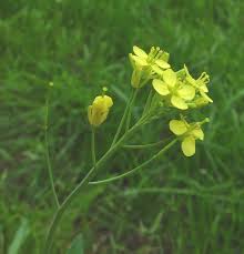 Image result for Brassica rapa