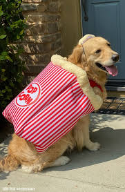 We did not find results for: 2020 Cutest Dog Halloween Costumes 5 Tips For Choosing The Right Costume For Your Dog Golden Woofs
