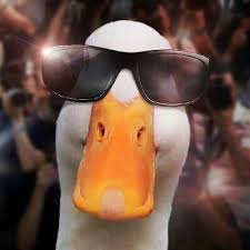 Aflac Duck Duck Pictures Funny Duck Duck Photo