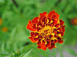 Where can i buy edible flowers? 5 Edible Flowers To Grow Cook Crop Swap Australia