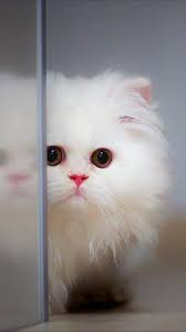 Download and use 1,000+ cat stock videos for free. White Wallpaper Cute Cat