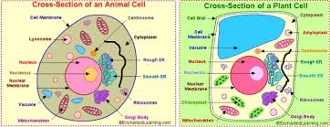 Jagranjosh Plant And Animal Cells Animal Cell Plant Cells Worksheet