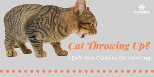 You Are Probably Familiar With Dog Vomiting The Unmistakable Pre Vomit Sound Followed By Some Form Of Vomit But Did You Know Cat Throwing Up Cats Certapet