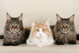 Pin On Maine Coon Cat