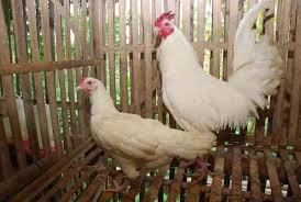 Tips Usaha 1 000 Ekor Ayam Elba Artikel Pertanian Terbaru Berita Pertanian Terbaru