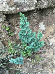 Image result for Corycium dracomontanum