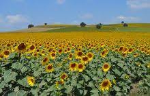 Aneka sketsa gambar bunga matahari dalam pot halaman. Cara Menanam Bunga Matahari Di Dalam Pot Dari Biji Hingga Mekar Portal Jember