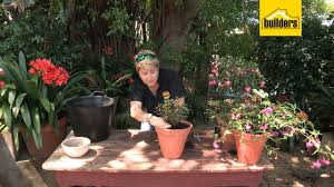 Fuchsias love lots of filtered light but are particularly intolerant of heat. How To Plant Fuchsia Flowers In A Pot Youtube