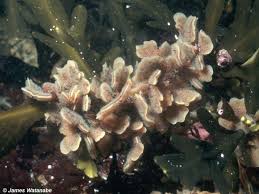 Image result for Gymnosporia arenicola