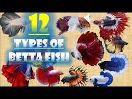 Betta fish may sometimes be… 12 Types Of Betta Fish Youtube
