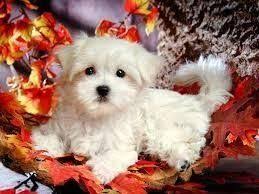 Browse all the puppies for sale charlotte dog club has available. Maltese Puppies For Sale Wilmington Nc 126391