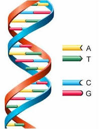Deoxyribonucleic acid, commonly known as dna, is a nucleic acid that has three main components: Dna Replication Flashcards Quizlet