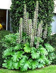 Image result for Acanthus