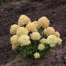 Young hydrangea should be planted in open ground in early spring. Mega Mindy Hydrangea Spring Meadow Wholesale Liners Spring Meadow Nursery