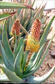 Image result for Aloe aculeata × ortholopha