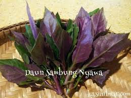 Sambung nyawa adalah tanaman tahunan dengan tinggi antara 10 hingga 25 cm. Daun Sambung Nyawa Daun Kesehatan