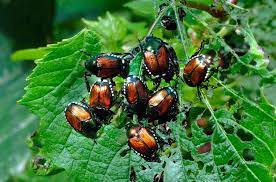 There are insecticides that you can use to control cucumber beetles in your garden, and this is by far the best approach if you have a serious outbreak and you can't afford to waste any time. Fighting Japanese Beetles Greendell Landscape Solutions