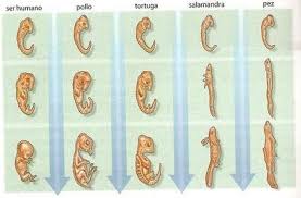 Resultado de imagen de DESARROLLO EMBRIONARIO EN LA EVOLUCION