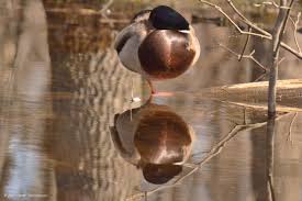 Birds Of Prey Upstate New York Mallard Duck In Upstate Ny Please Share With Your Friends And As Always Please Like My Photography Page Thank Mallard Duck Photography Animals