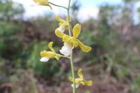 Image result for Eulophia sp. nov.