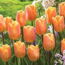 Pin On Fall Plants Flowers