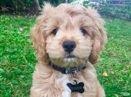 Good Breeder Barmor Puppies Schnoodle Puppy Schnoodle Cockapoo Breeders