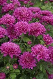 Mum Debutante Bluestone Perennials Chrysanthemum Flower Mums Flowers Flower Garden Plans
