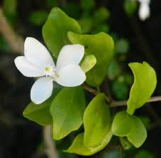 Image result for Turraea obtusifolia