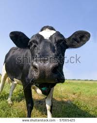 Black And White Cow Name Hey You Cows Funny Cow Cow Face