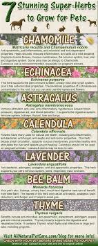 data chart 7 stunning super herbs to grow for pets with