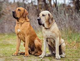 Conheça nossos cursos gratuitos de adestramento de cães e aprenda como adestrar o seu próprio cachorro, e entenda como funciona a sua mente de verdade! El Fila Brasilero Presa Brasileno Todo Sobre Esta Raza De Perros