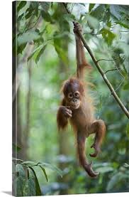 This series examines the nature of cuteness and how adorability helps some animal species to survive and. Sumatran Orangutan Baby Dangling From Tree Branch North Sumatra Indonesia Cute Baby Monkey Baby Orangutan Baby Animals Pictures