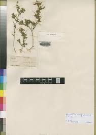 Image result for Melolobium