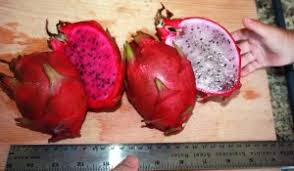 Dragon fruit is an exotic cactus that is found in asia, mexico, and parts of south america. How To Get Your Dragon Fruit Cactus To Fruit Tastylandscapetastylandscape
