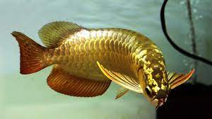 We did not find results for: 10 Jenis Ikan Hias Termahal Di Dunia Pelihara Ikan Ini Auto Kaya Youtube