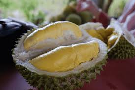 Keseluruhan kawasan yang diceroboh untuk penanaman pokok musang king adalah seluas lebih 101 hektar. Ciri Ciri Pohon Durian Musang King Pusatbibitdurian Com
