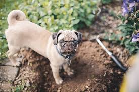 Check spelling or type a new query. 10 Useful Tips To Keep Your Dog Out Of The Garden Fast Dogs