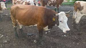 Vaci de rasa de lapte de. Anunturi Gratuite Animale Domestice Si Pasari Vaci In Sibiu Sibiu