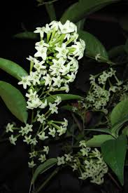 This shrub does have a gawky, sprawling habit with branches sticking out everywhere. Night Blooming Jasmine Outdoor Plants Plantshop Me