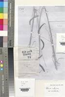 Image result for Ctenium concinnum