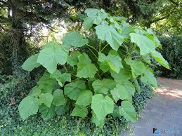 Павло́вния продолговатая, или павло́вния удлинённая — вид растений рода павловния (paulownia) семейства павловниевые (paulowniaceae). Pavlovniya Pavloniya Foto Dereva Vyrashivanie V Otkrytom Grunte Opisanie Vidov I Sortov