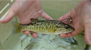 Freshwater Fish Species Florida Go Fishing