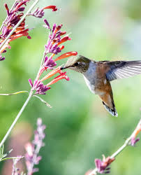 Image result for Crotalaria quarrei