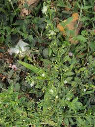 Image result for Scoparia dulcis