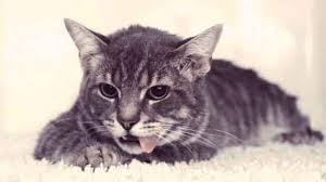 Dogs drool for lots of reasons—if they're hot and panting, when they see or smell tasty food, and even when they drooling in cats (also called hypersalivation) is most often a sign of oral pain. How To Tell If You Have A Lethargic Cat Petcarerx
