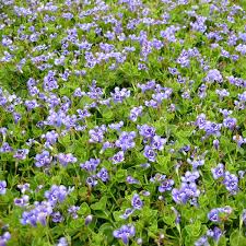 Image result for Lindernia monroi