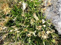 Image result for Sagina