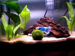 Pin On Betta Fishies