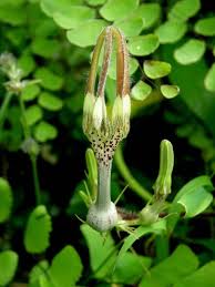 Image result for Ceropegia achtenii