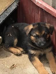 German shepherd puppies ohio akc. Ad 543710 Pets And Animals Cox Ohio Classifieds